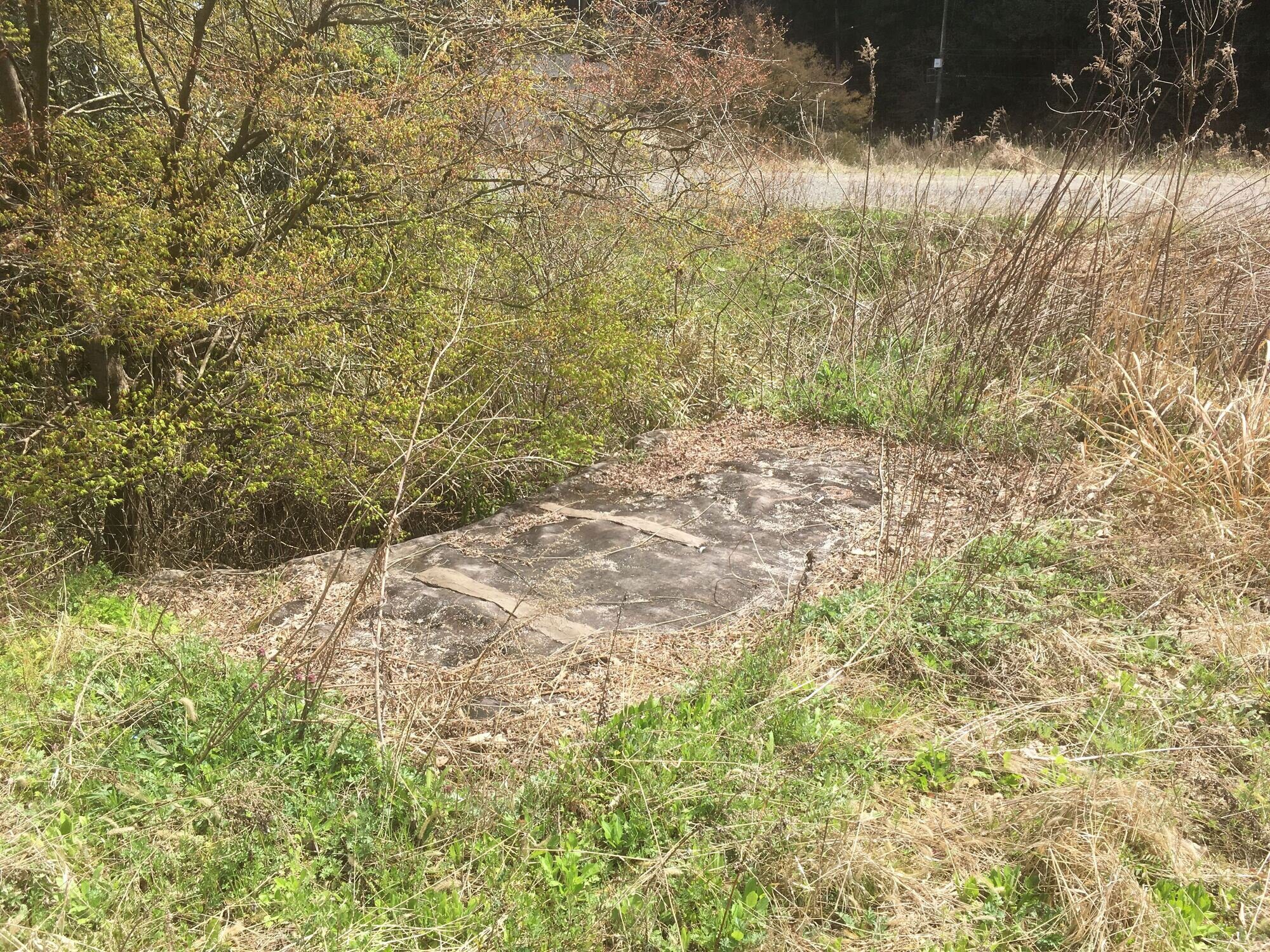 Knotweed-Site-2-image-2 Knotweed weed suppression