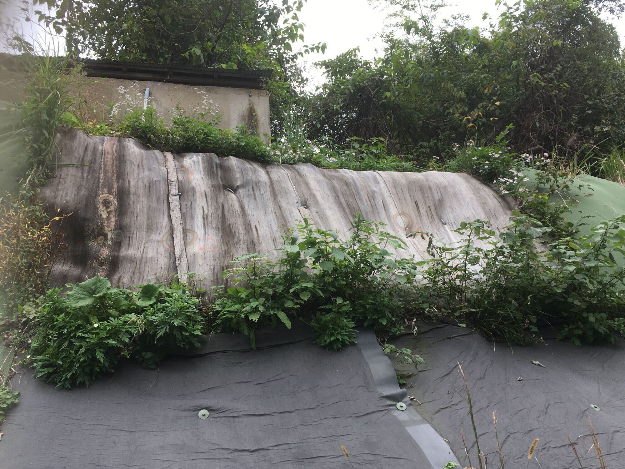 Knotweed-site-1-image-2 Knotweed weed suppression